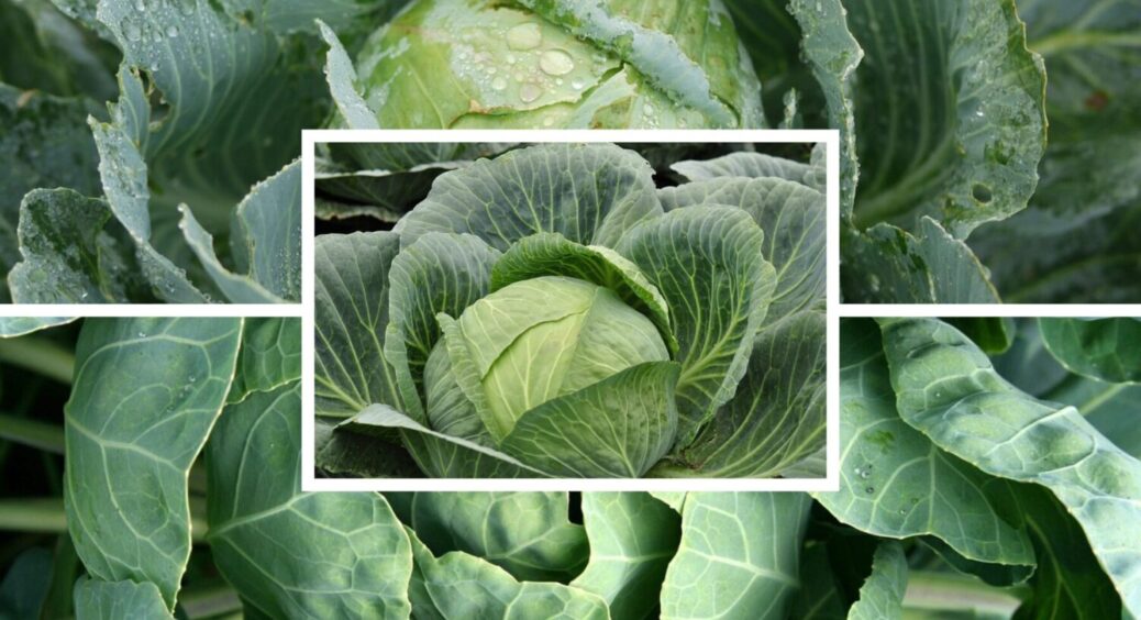 Ці 2 сорти висаджую з року в рік: яку капусту висадити у відкритий ґрунт під зиму 2025 