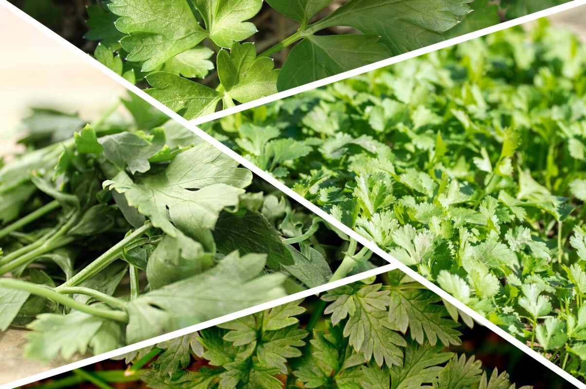 Дачники розповіли, як посіяти петрушку восени, щоб навесні зібрати пишну зелень