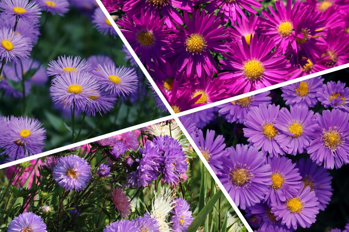 Садівники розповіли, коли сіяти айстри під зиму, щоб навесні цвіт був рясним