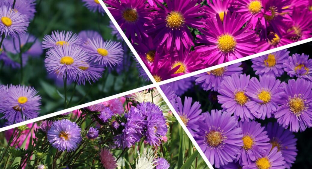 У листопаді саме час: коли і як сіяти айстри під зиму восени 2025 – золоте правило 