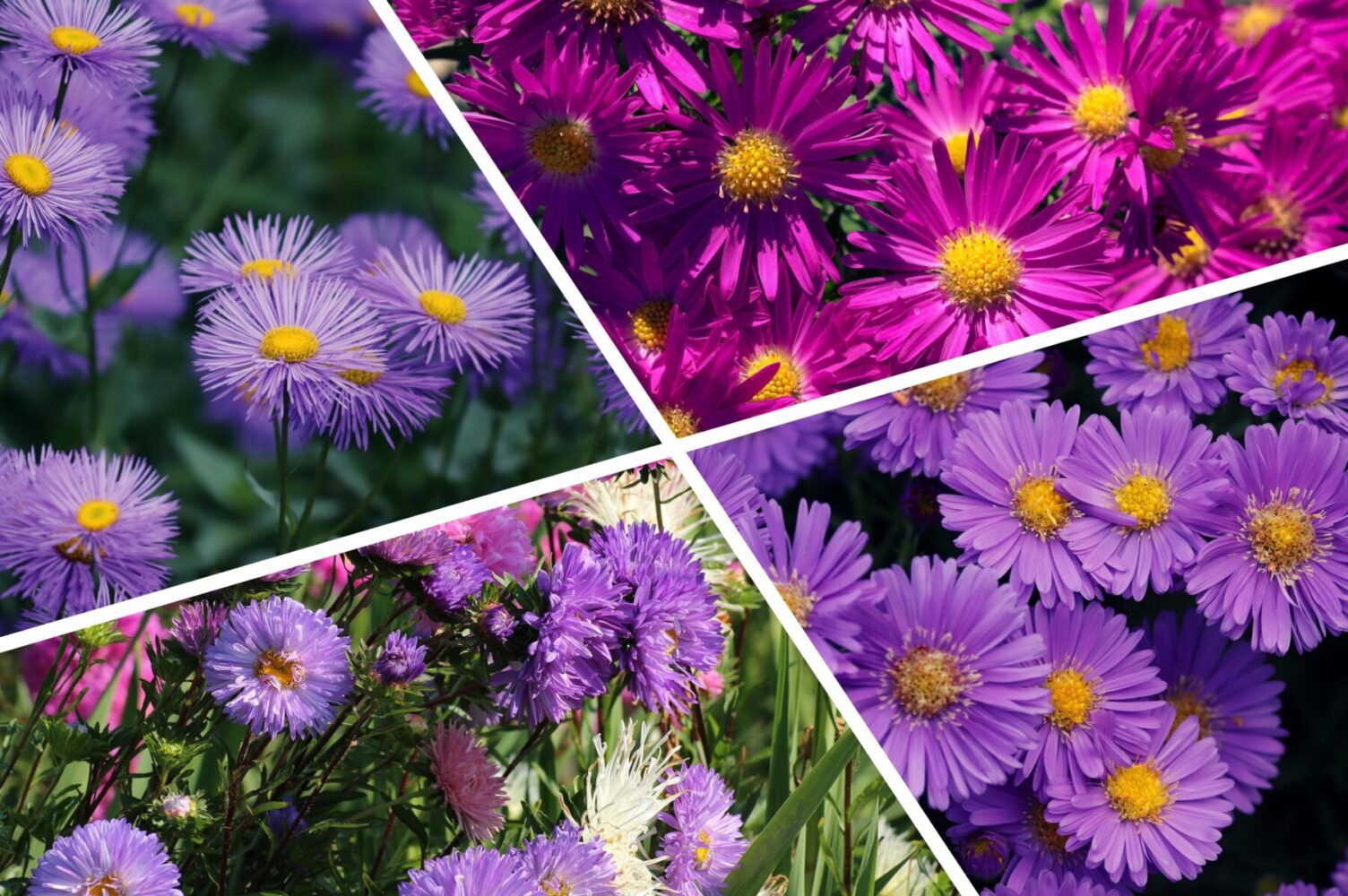 Садівники розповіли, коли сіяти айстри під зиму, щоб навесні цвіт був рясним