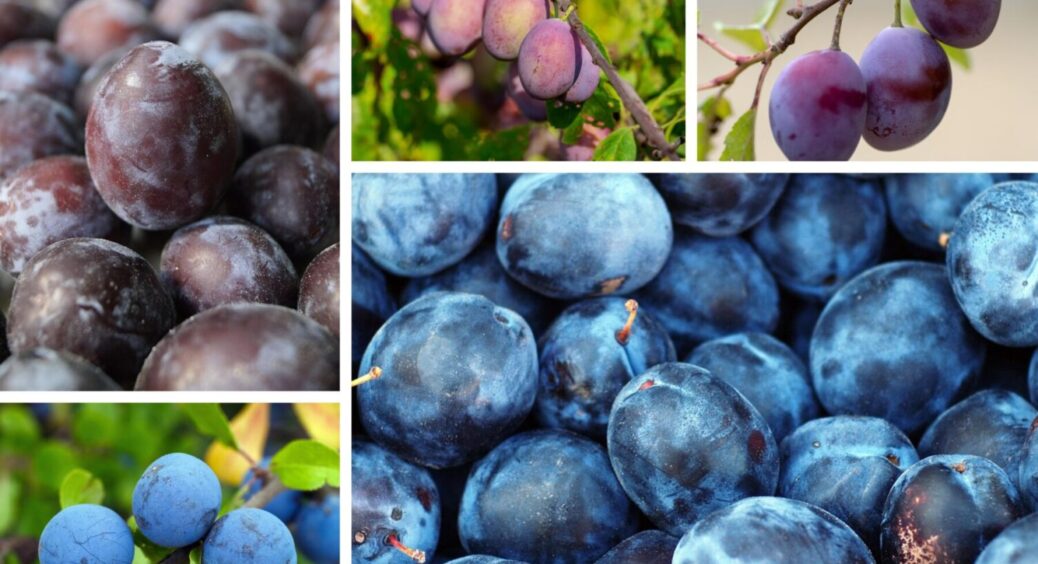 5 сортів медової сливи, і у вас ідеальні сухофрукти: зберігаються супер довго і не пліснявіють 