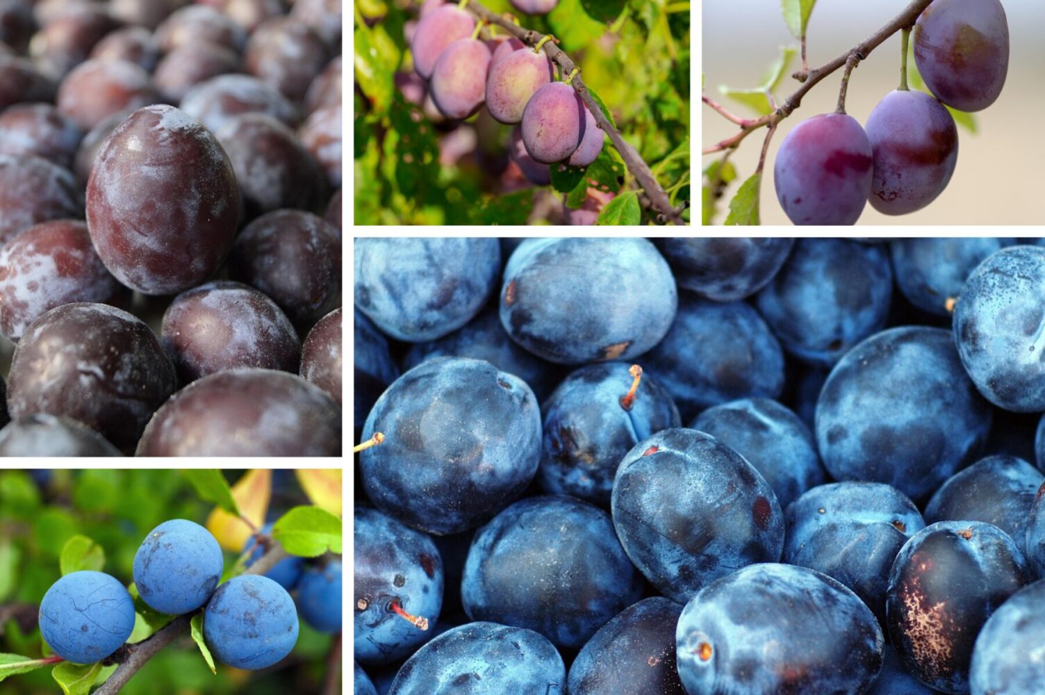 Садівники розповіли, які сорти сливи гарно зберігаються і невибагливі у догляді