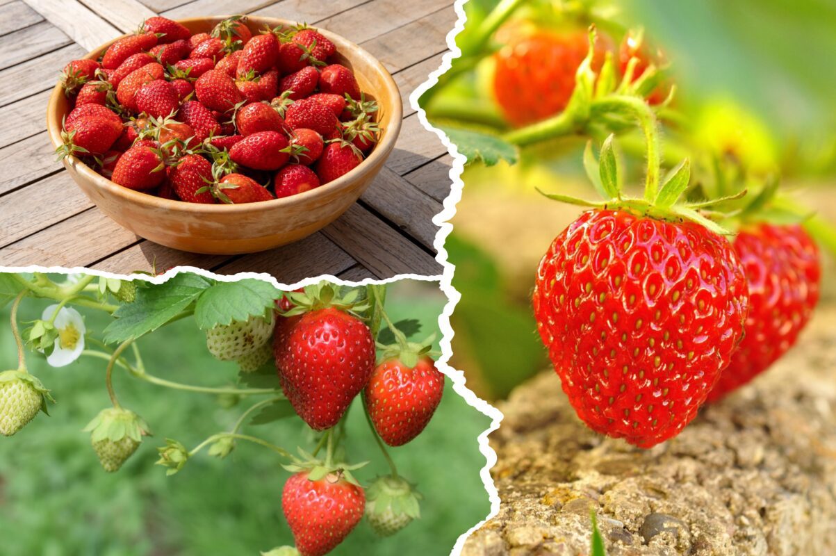 Садівники розсекретили один сорт полуниці, який дає рясні врожаї до заморозків