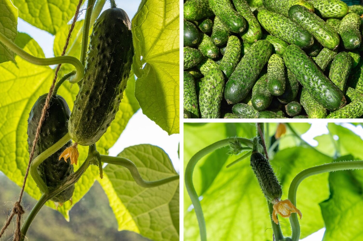 Дачники розповіли, які сорти огірків підходять для відкритого ґрунту та теплиці
