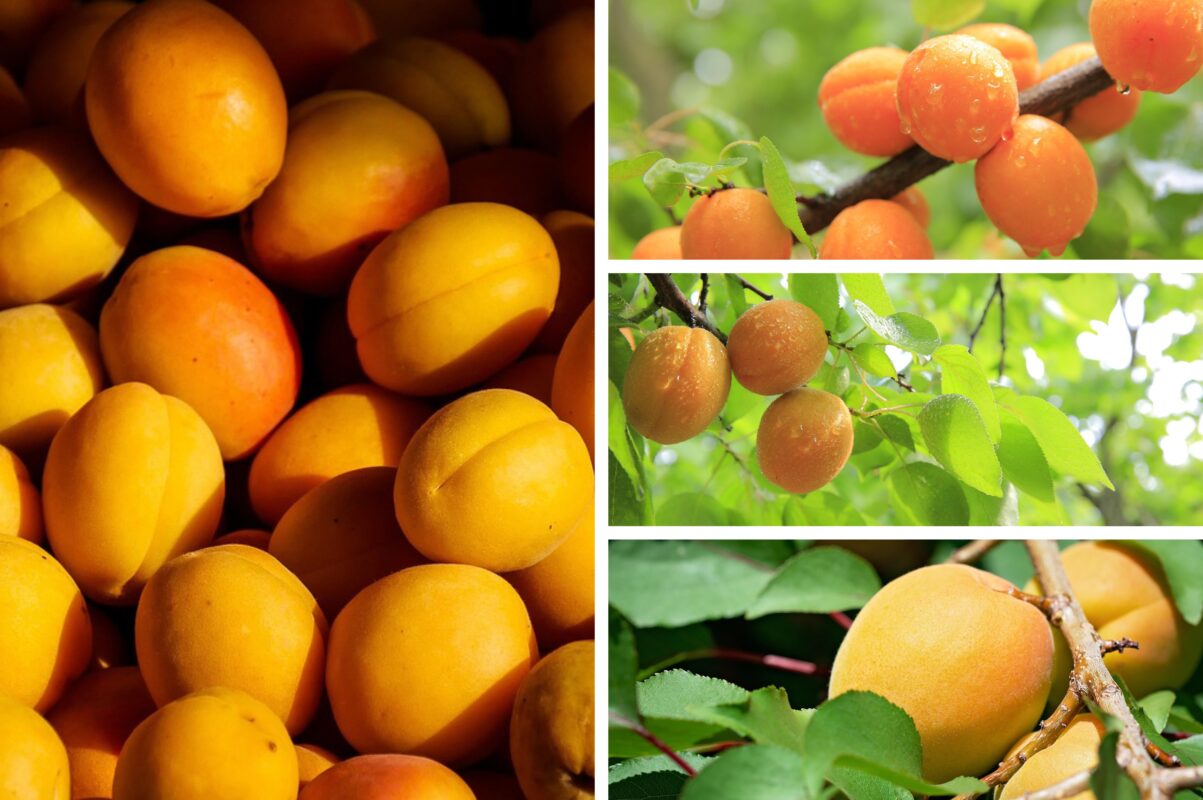 Садівники розсекретили три сорти абрикосу, які дають врожай солодких плодів