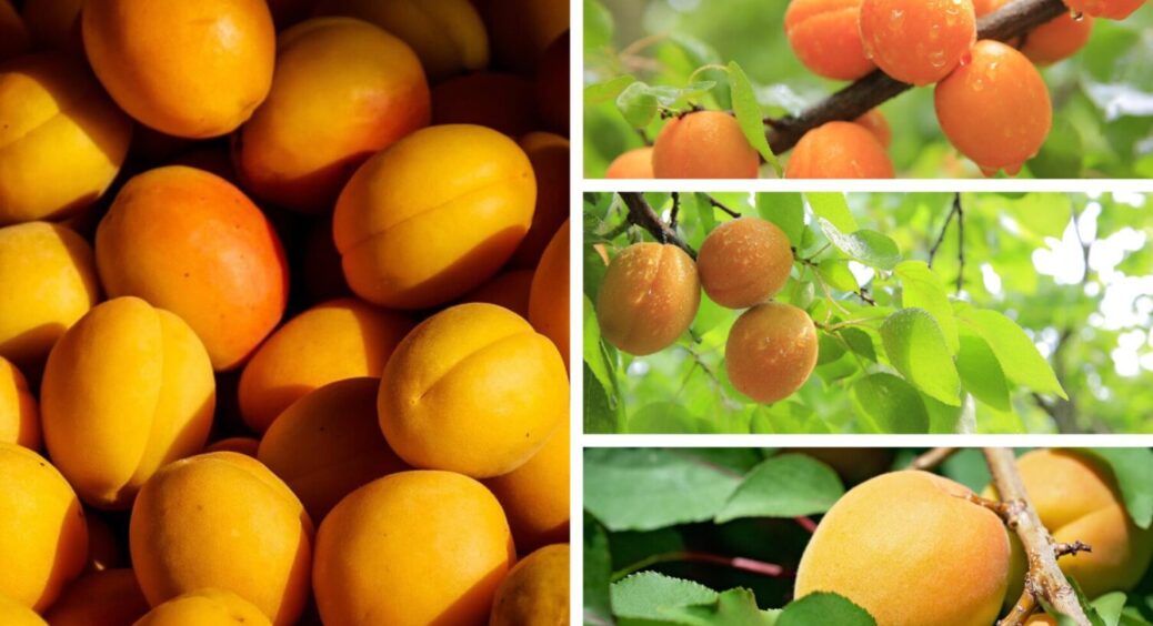 Напрочуд економно та дуже ефективно: 3 підживки, через які абрикос дасть тонни урожаю 