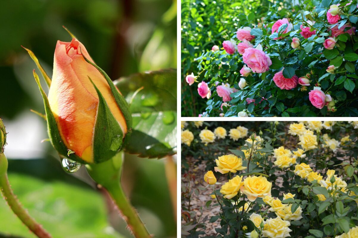Садівники розповіли, які сорти троянд є стійкими до хвороб і довго цвітуть