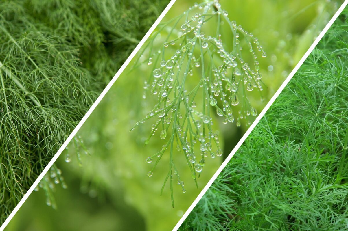 Агрономи розсекретили список найурожайніших сортів кропу для посадки під зиму