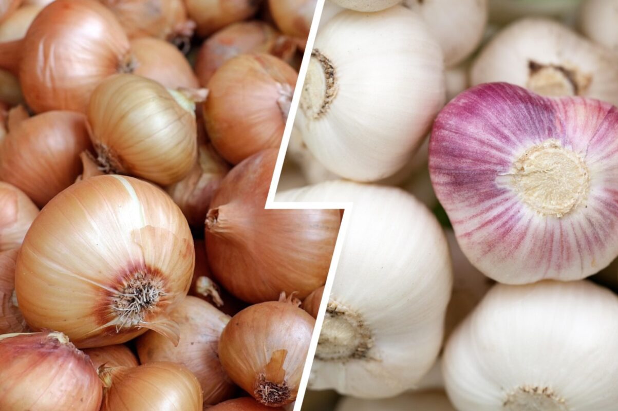  Городники пояснили, чому не варто саджати в один день цибулю й часник 