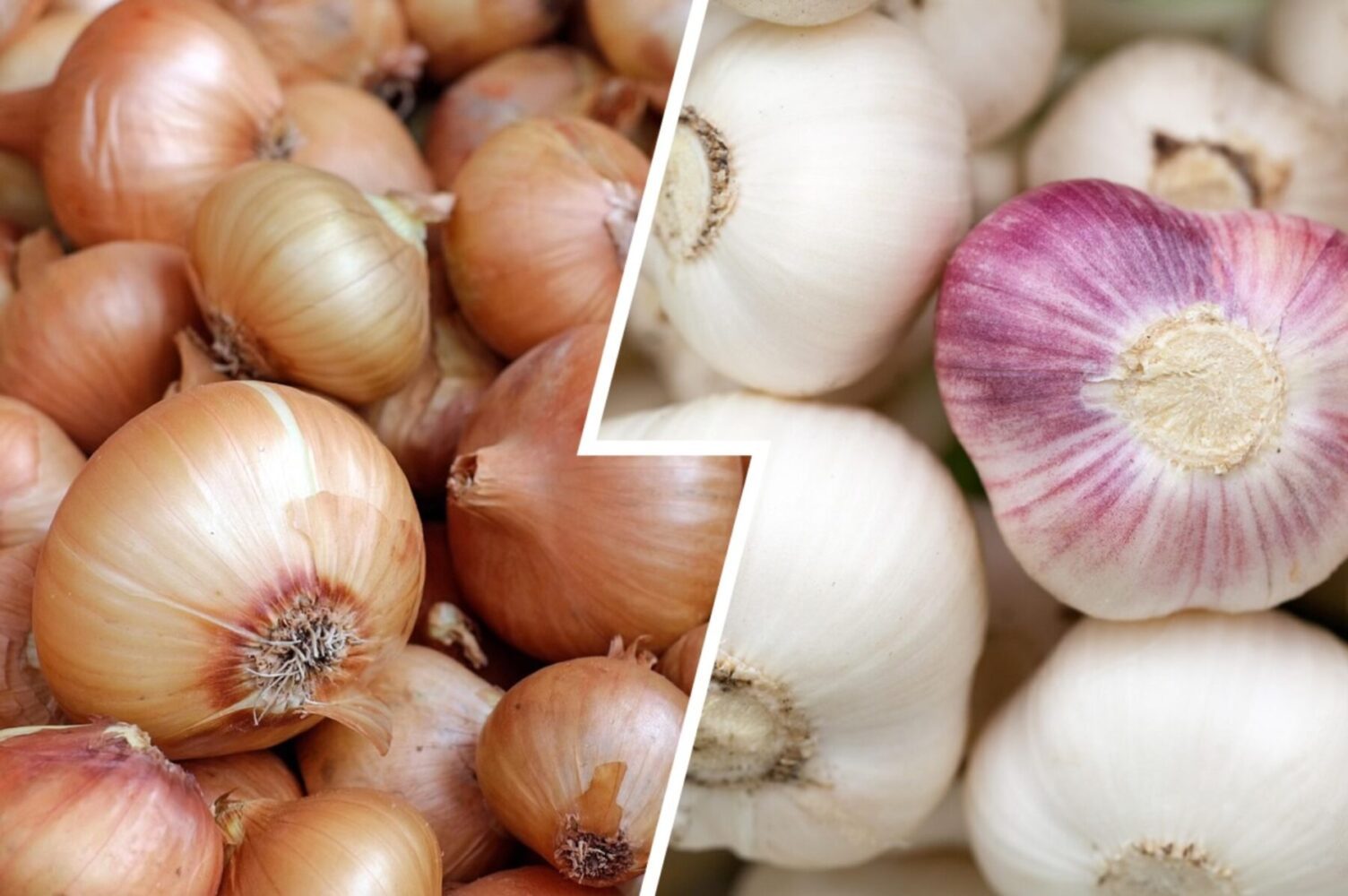  Городники пояснили, чому не варто саджати в один день цибулю й часник 