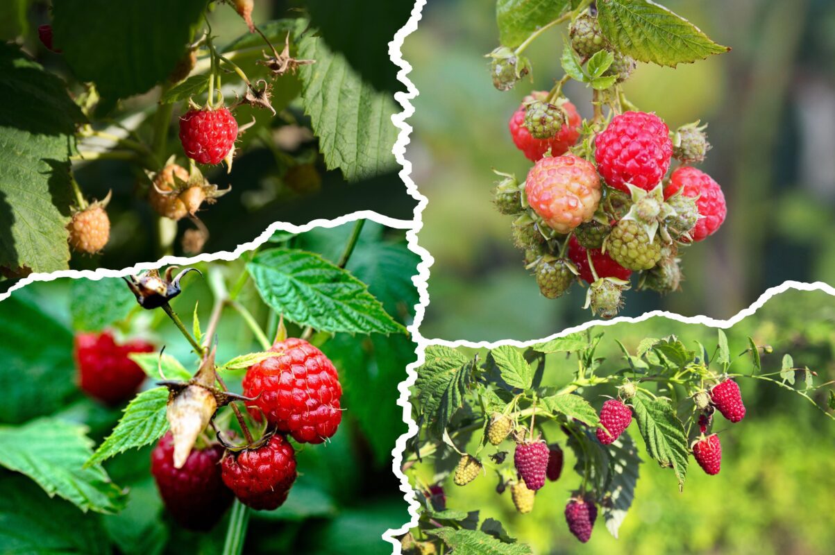 Експерт розповів, як зібрати максимально багато урожаю малини