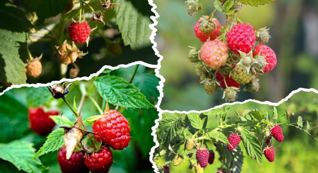 Урожай весь сезон 2026: ось що допоможе розтягнути і подовжити плодоношення малини 