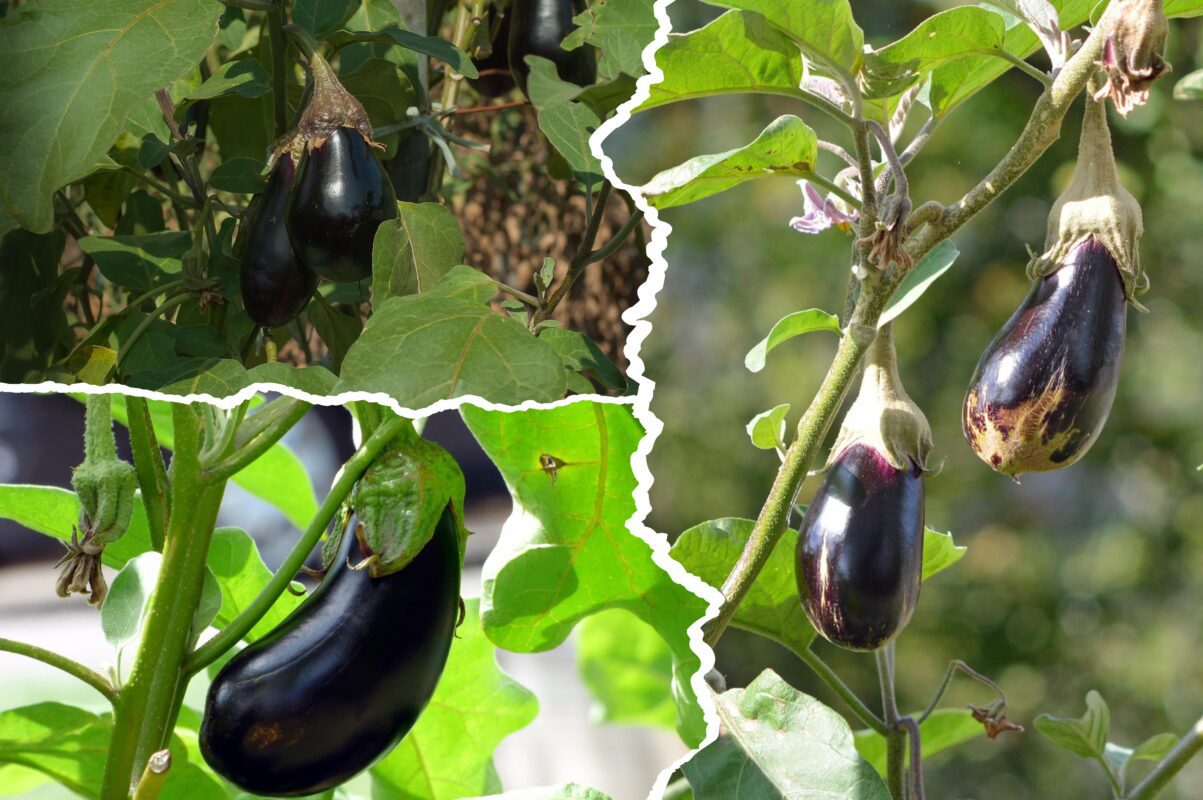 Агроном розповів, насіння яких сортів баклажанів завжди розкуповують
