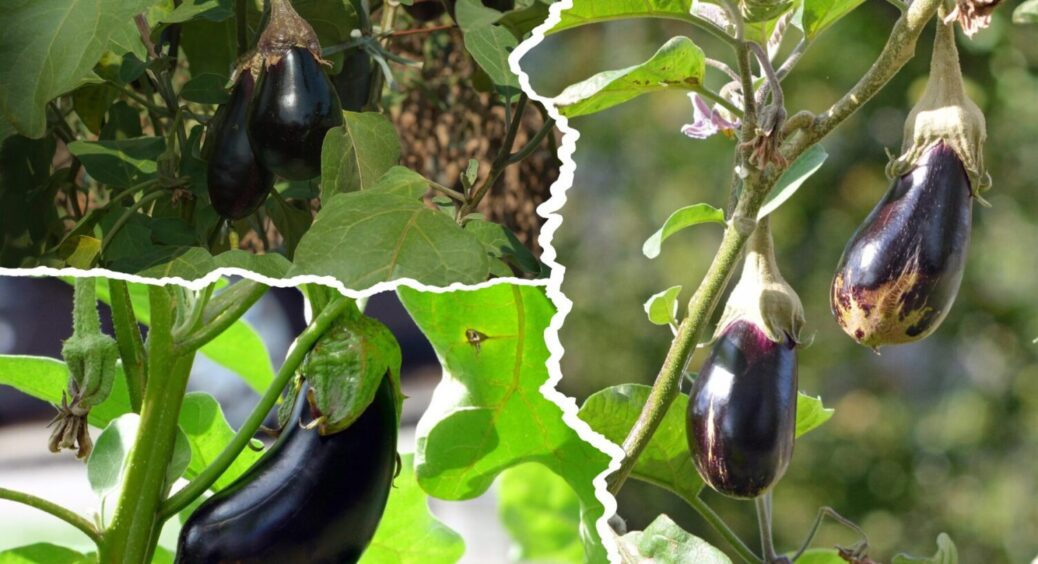 Для лінивих городників: який баклажан дає сходи на всі 100 відсотків – улюбленець харківʼян 