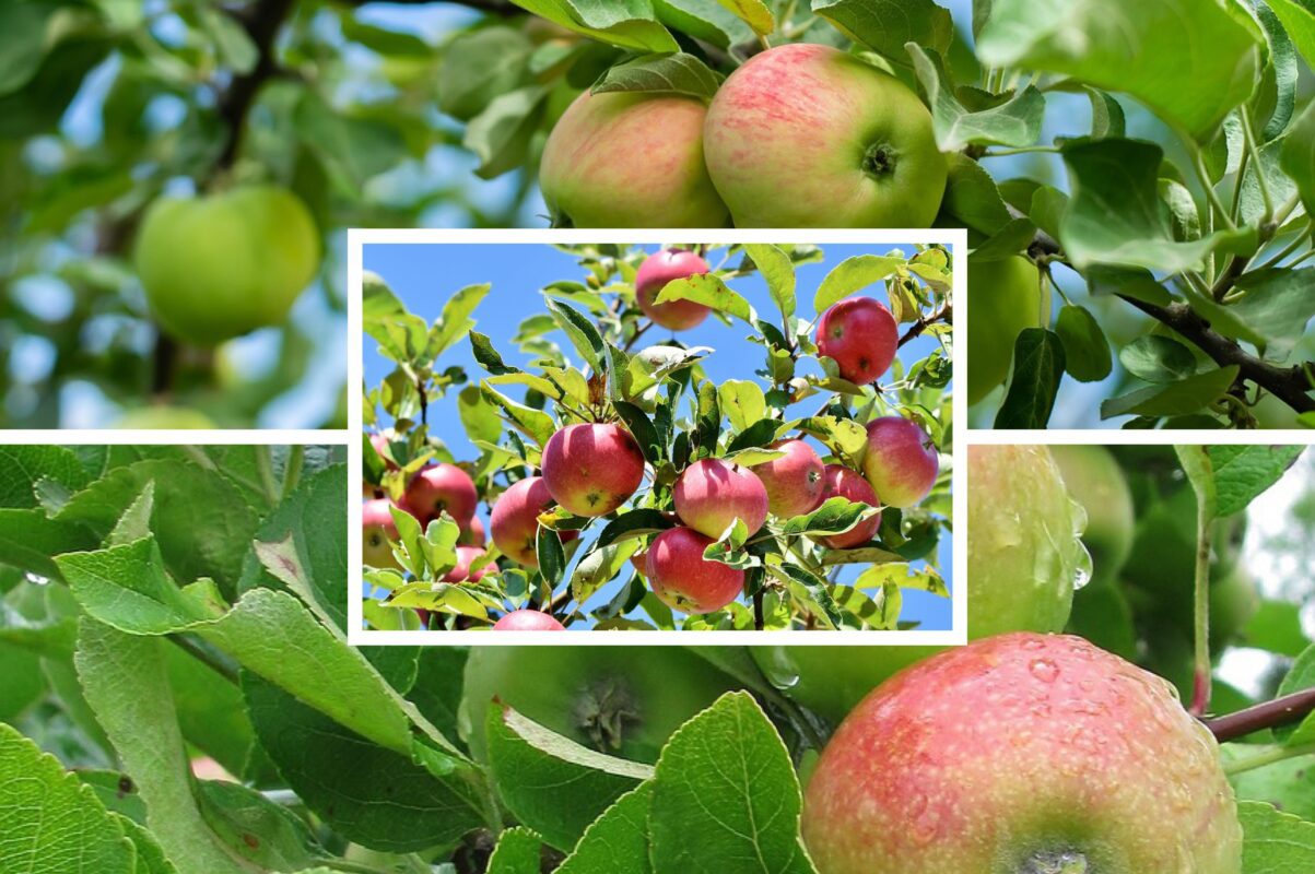 Садівники розсекретили найсолодші сорти яблунь для вирощування