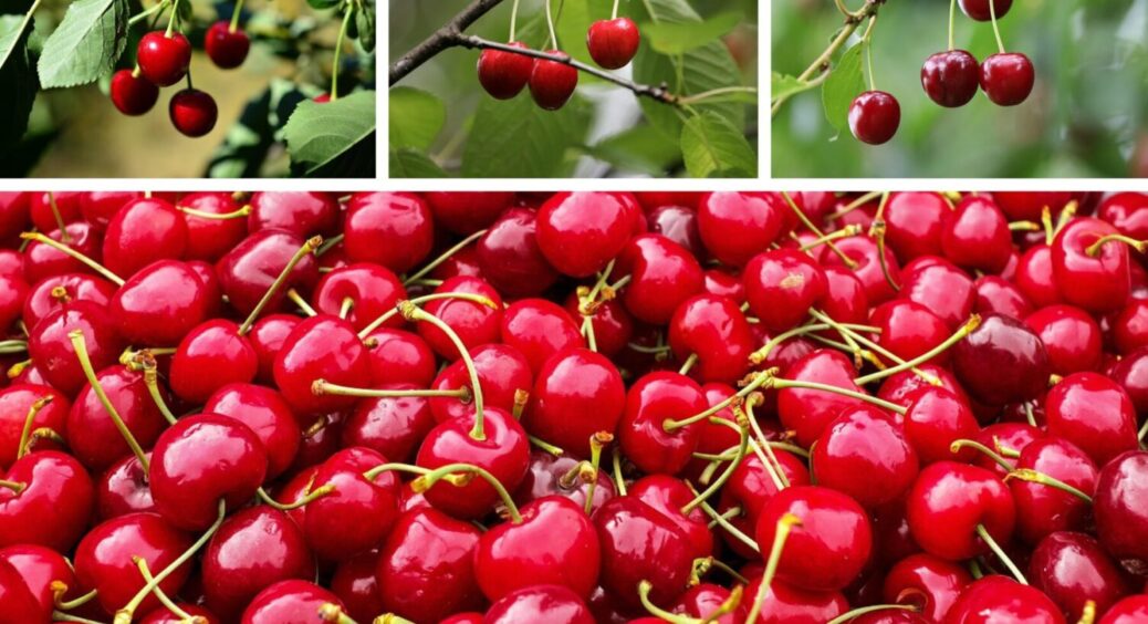 До 30 листопада 2025 обовʼязково зробіть це з вишнями – на наступний рік врожай подвоїться 