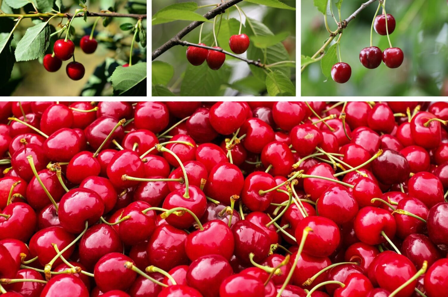 Садівники розповіли, що слід зробити з вишнею напередодні зими 2025-2026