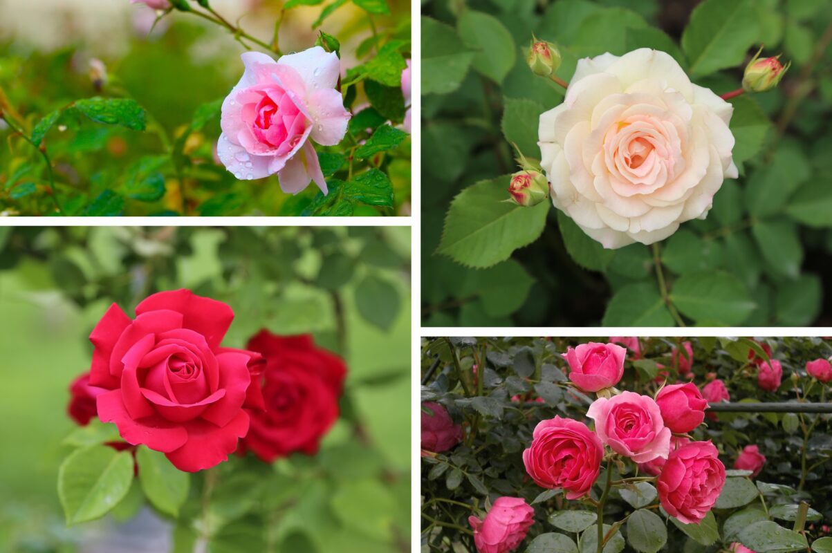 Садівники розсекретили найкраще осіннє добриво для троянд в 2025-му