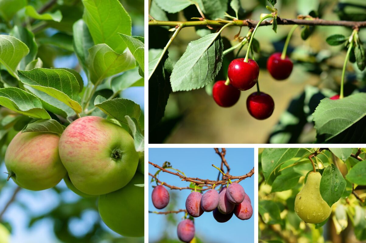 Агроном розповів, як позбавитися від порослі навколо плодових дерев