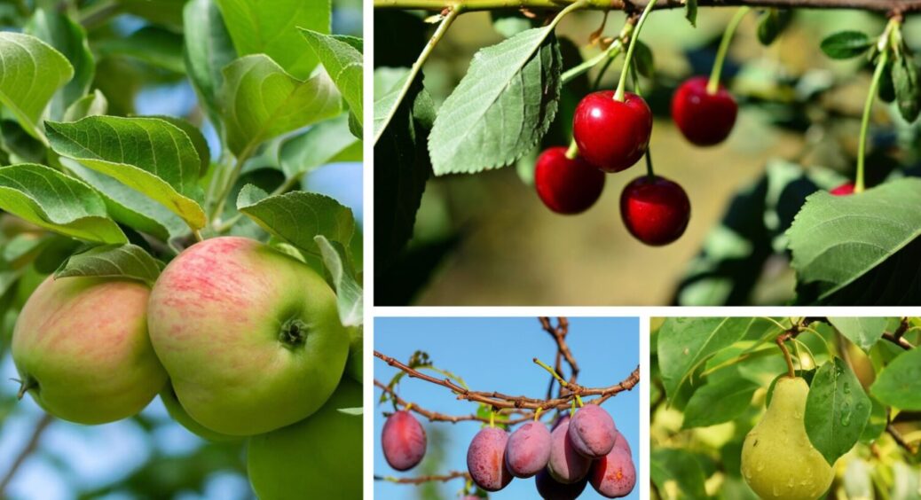 На яблуні, абрикосі та сливі – чому поросль повертається і як її зупинити — просте рішення 