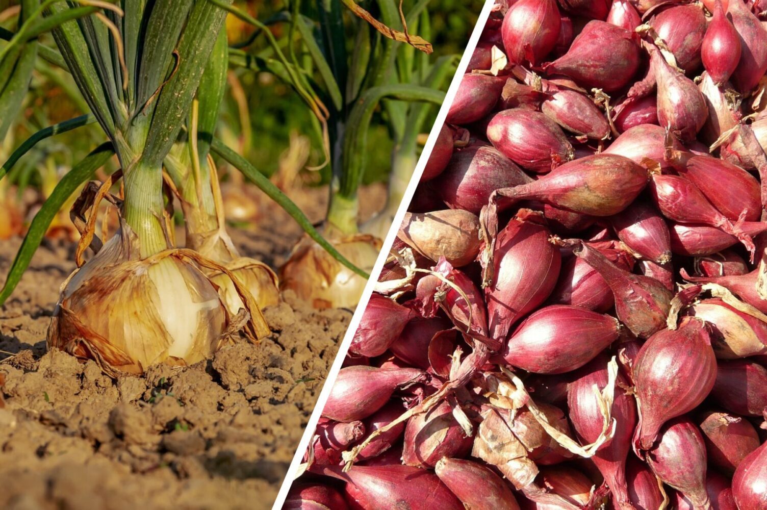 Городники розповіли, що посадити після цибулі, щоб врожай був на високому рівні