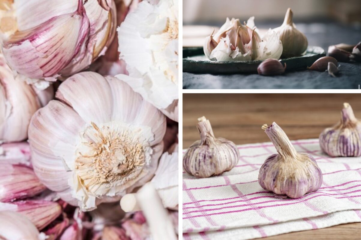 Експерт розповів, чим підживити озимий часник