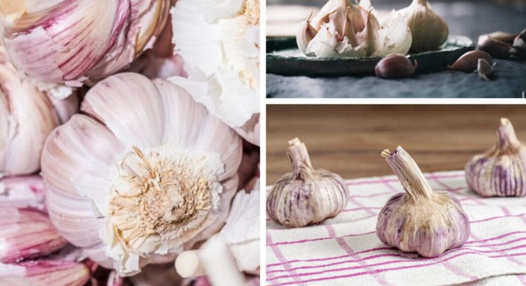 15 років експериментів: цей сорт часнику пережив і спеку, і морози, і все одно рекордний урожай 