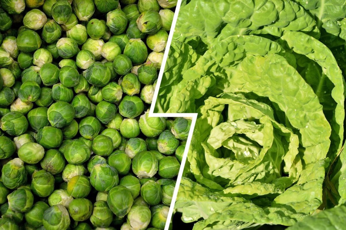 Агрономи поділились трьома найкращими сортами капусти для осінньої посадки