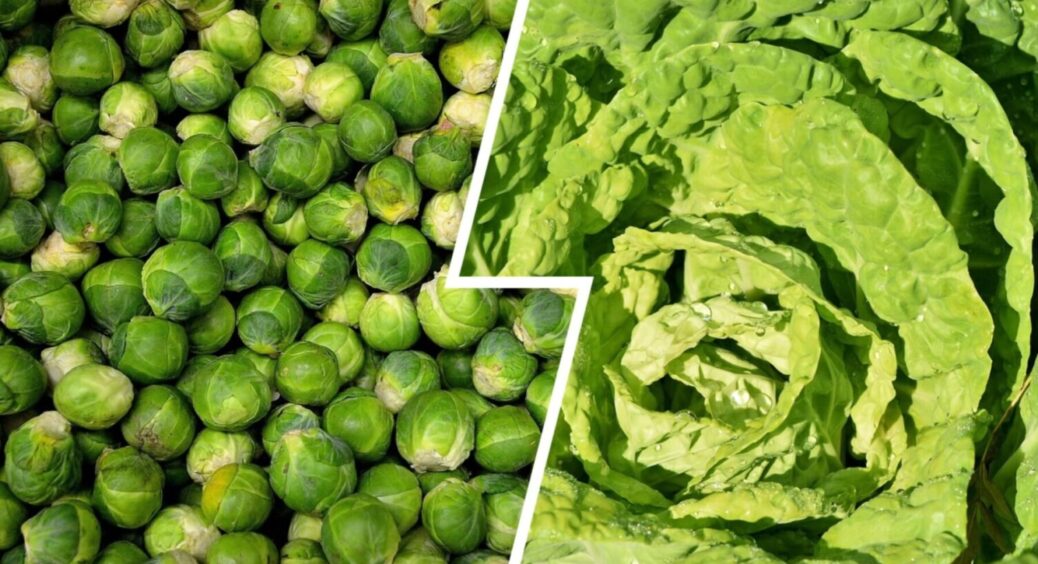 Лише цю капусту висаджую під зиму – качани солодкі та великі: 3 сорти овочу, стійких до холоду 