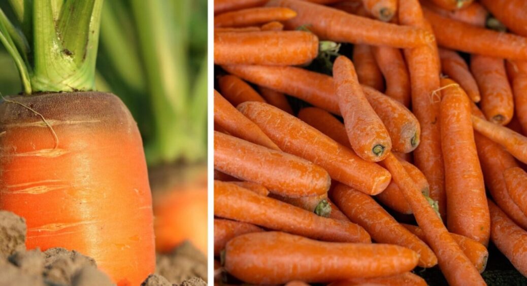 Ці 3 сорти сію лише під зиму – врожай завжди дають рекордний: яку моркву посадити восени 