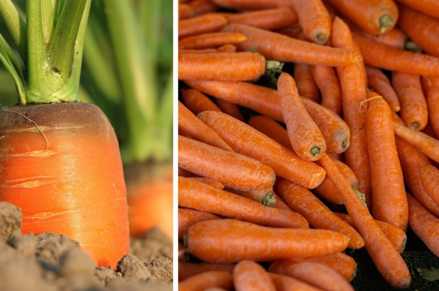 Агрономи розсекретили список найкращих сортів моркви для осіннього посіву
