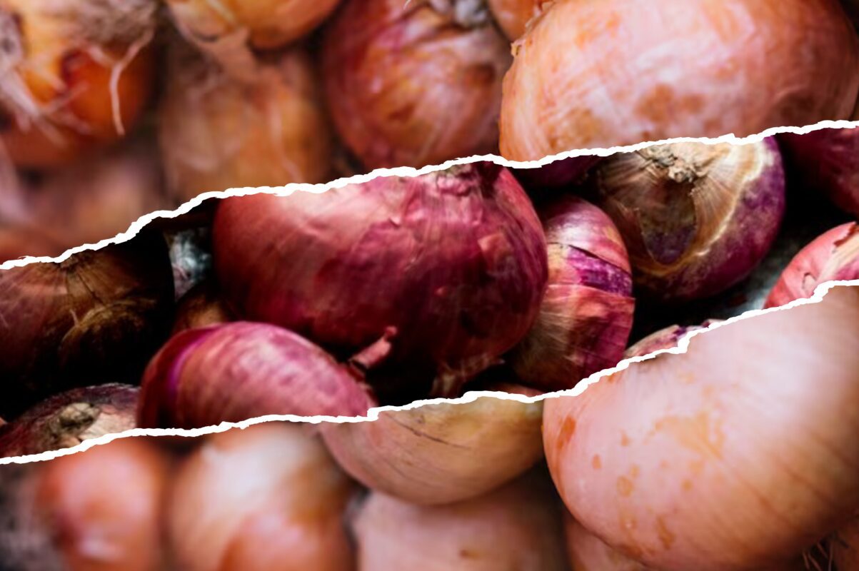 Городники розповіли, що слід зробити під час посадки озимої цибулі восени 2025