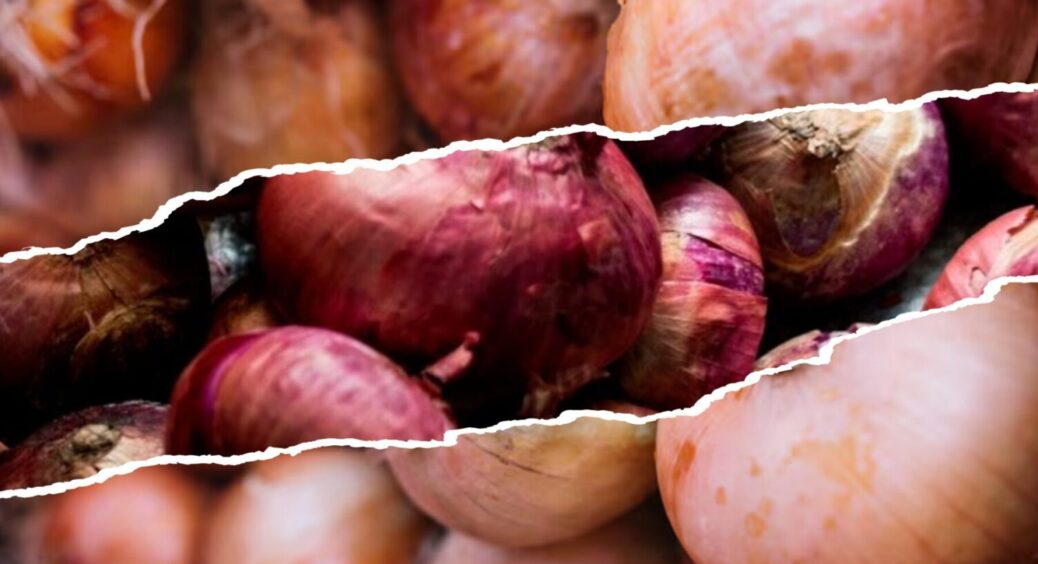 Буде великою і стрілок не пустить: зробіть ЦЕ під час посадки озимої цибулі восени 2025 