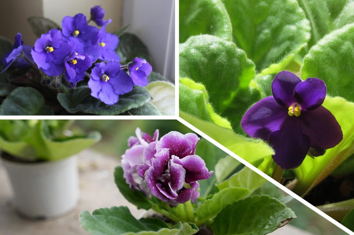 Квітникарі розповіли, чим підживити фіалку, щоб вона цвіла всю зиму