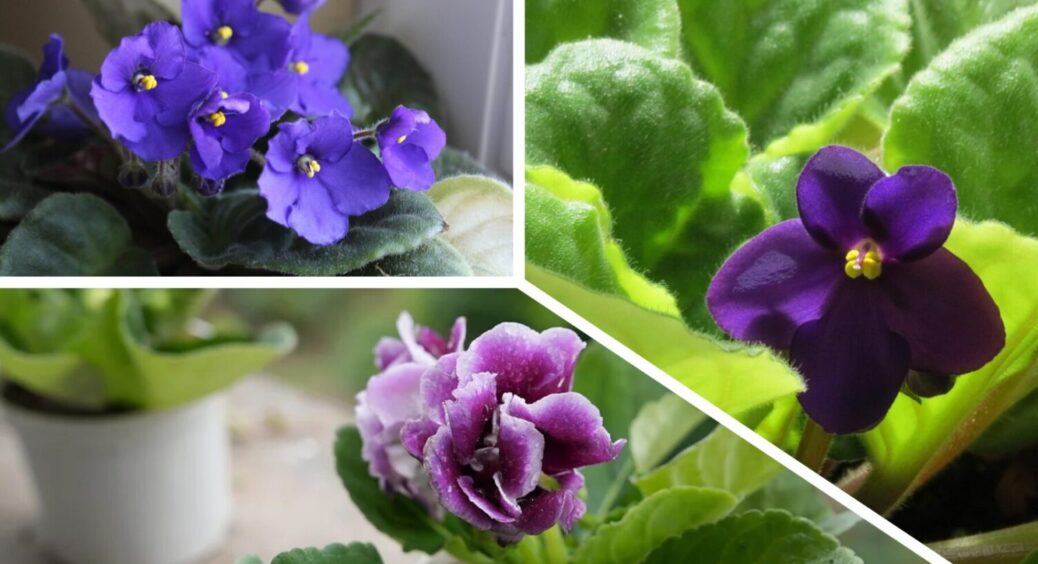 1 ложка на 1 л води – фіалка буде цвісти всю зиму: чим підживити кімнатну рослину вже зараз 