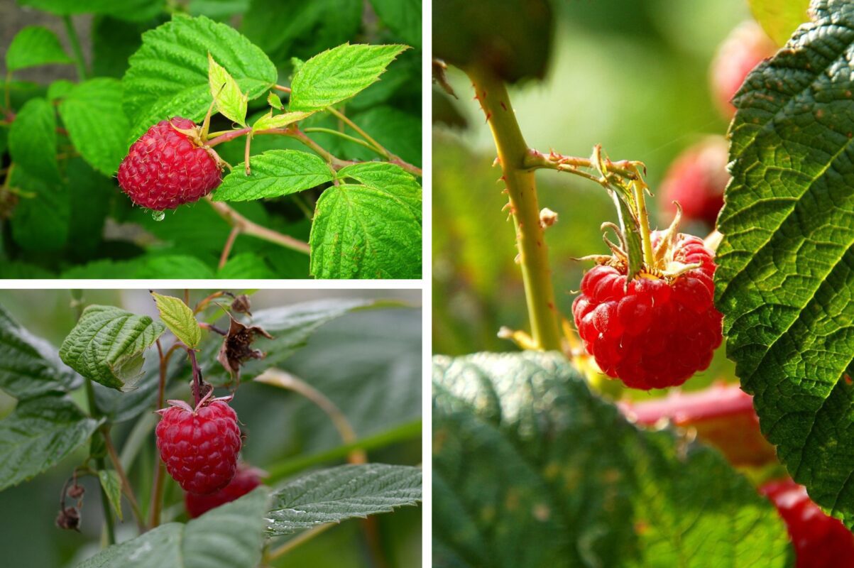 Садівник розповів, навіщо обрізати малину під нуль