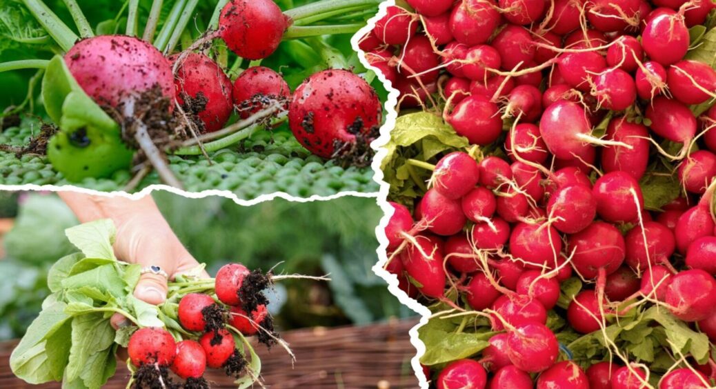 Ці 5 дають ВАУ врожай: сорти редиски, які можна посадити як під зиму, так і навесні 