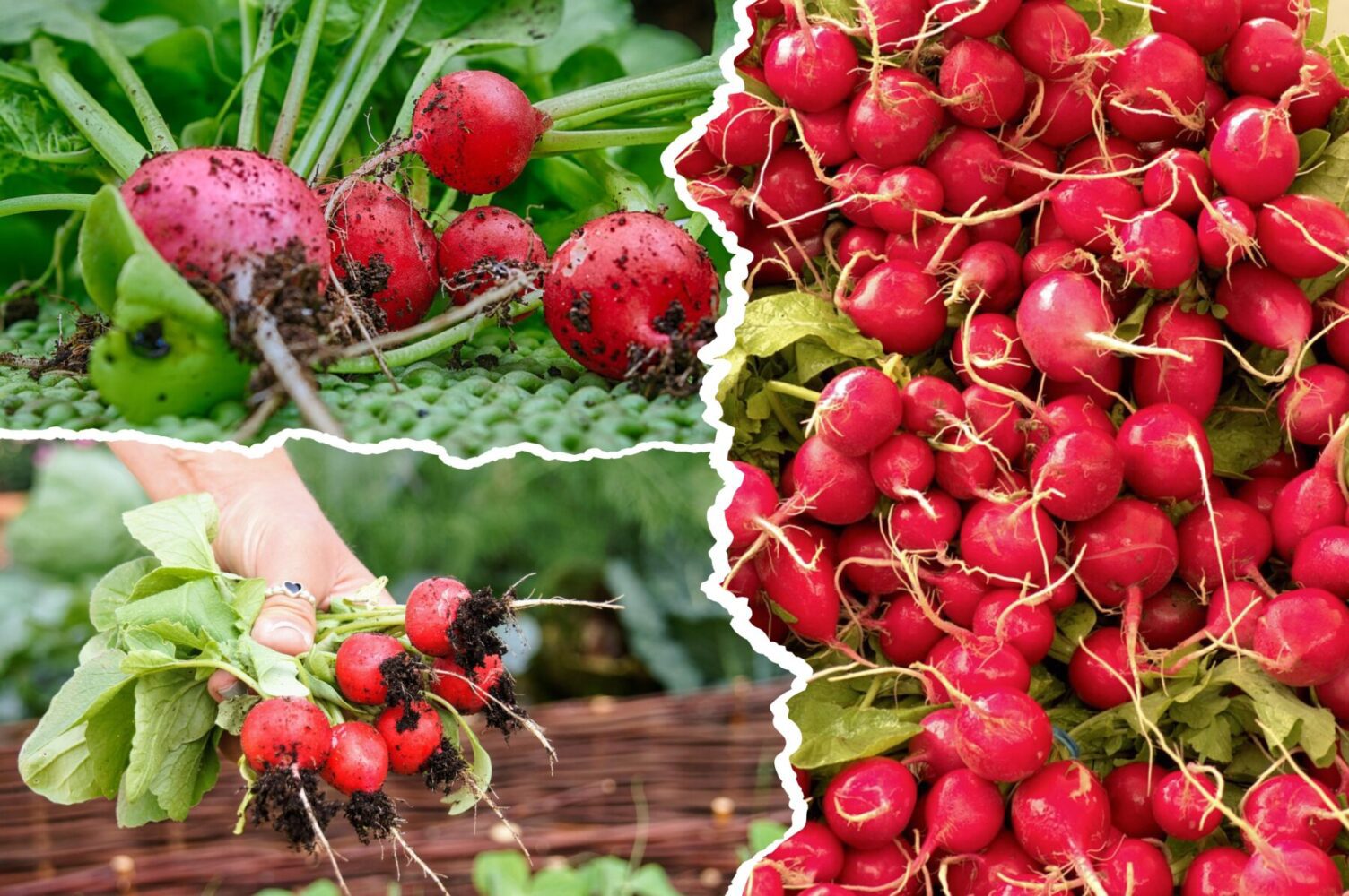 Яку редиску обрати для найкращих урожаїв