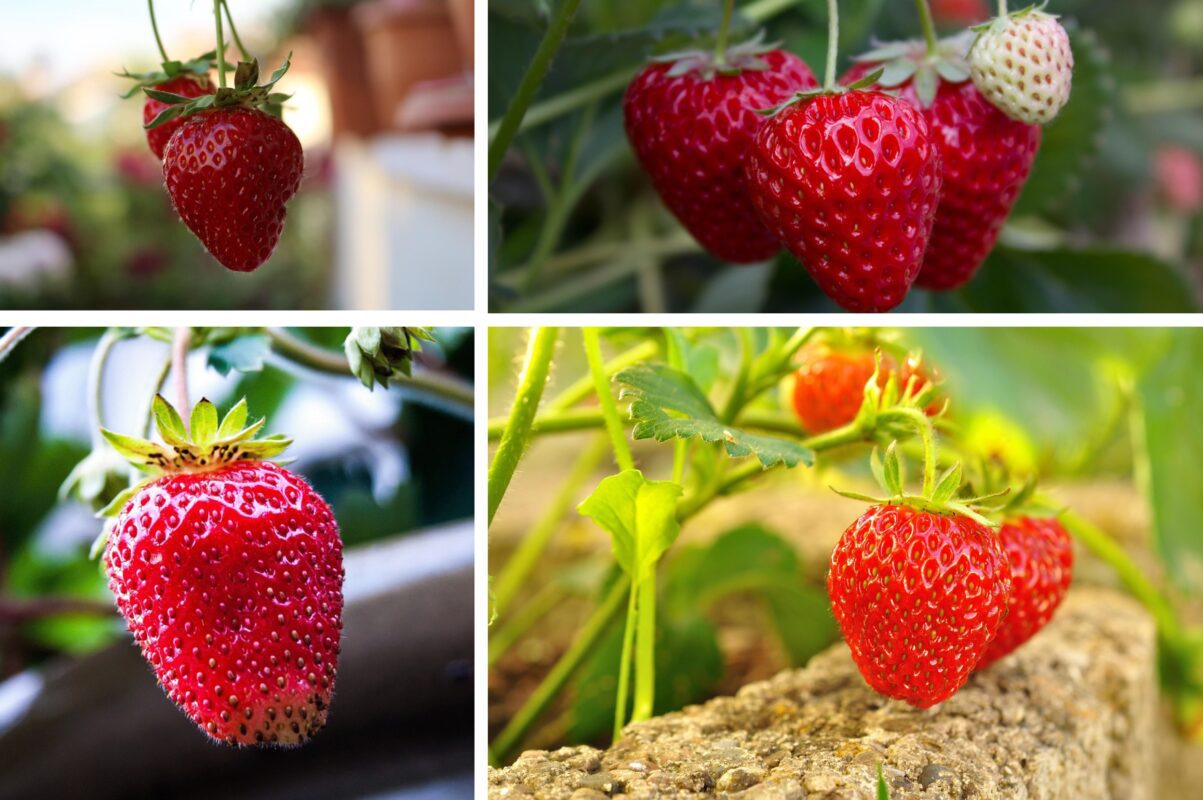 Садівники розповіли, чим підживити полуницю восени для рясного врожаю в 2026-му
