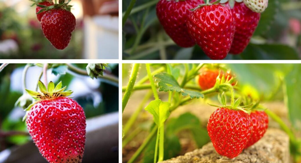 До 20 листопада обов’язково підсипте це під полуницю – вже в травні ягід буде ціле море 