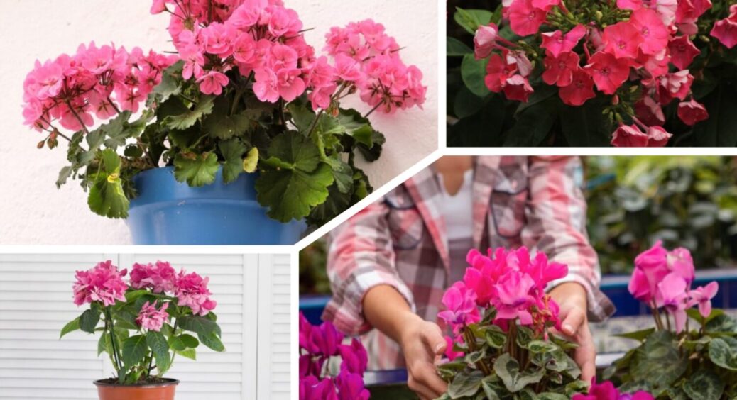 Побачили жовте листя на “Герані”, не зволікаємо: 1 полив “швидкої допомоги” – зеленіє на очах 