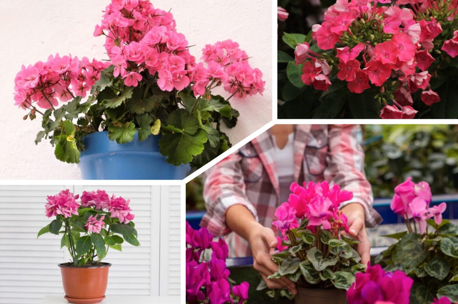 Квітникарі розповіли, чим полити герань, якщо у неї жовтіє листя