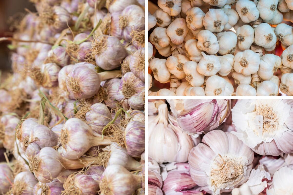 Городники розповіли, як зберегти врожай часнику цілим до весни 2026