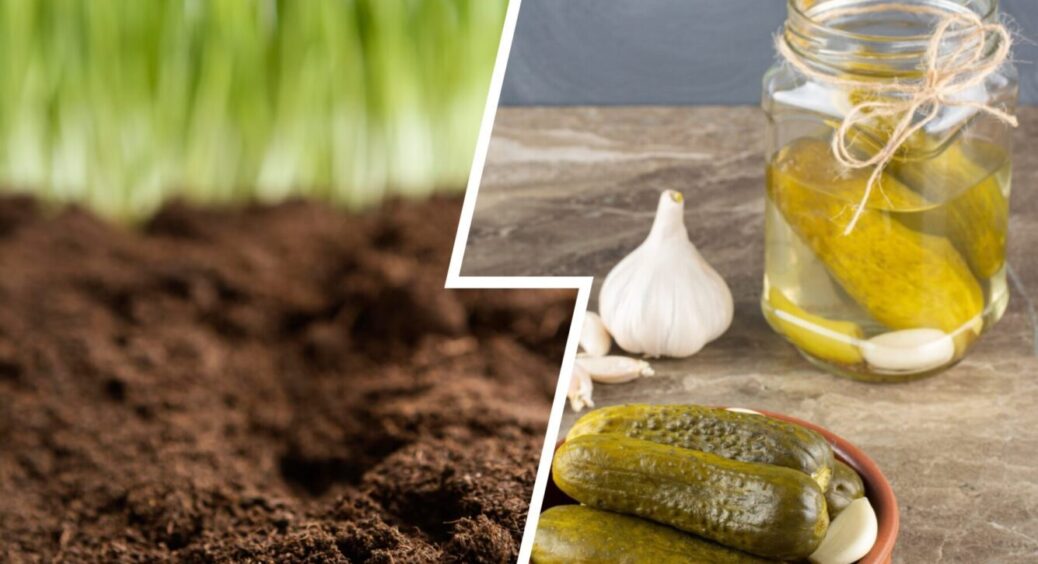 Не зливаю розсіл з-під огірків в раковину – підливаю в ґрунт: за таку підживку грядки дякують 