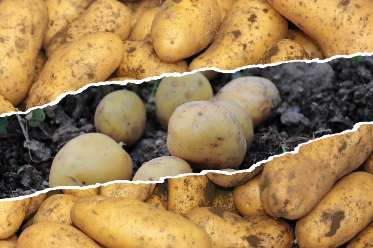 Експерт розповів, як виростити великий урожай картоплі