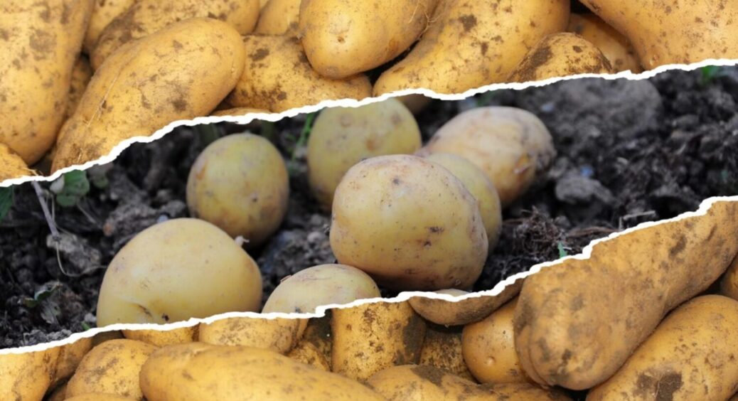 Не “Беллароза” і не “Тайфун”: 3 сорти картоплі, які щороку дають рекордний врожай 