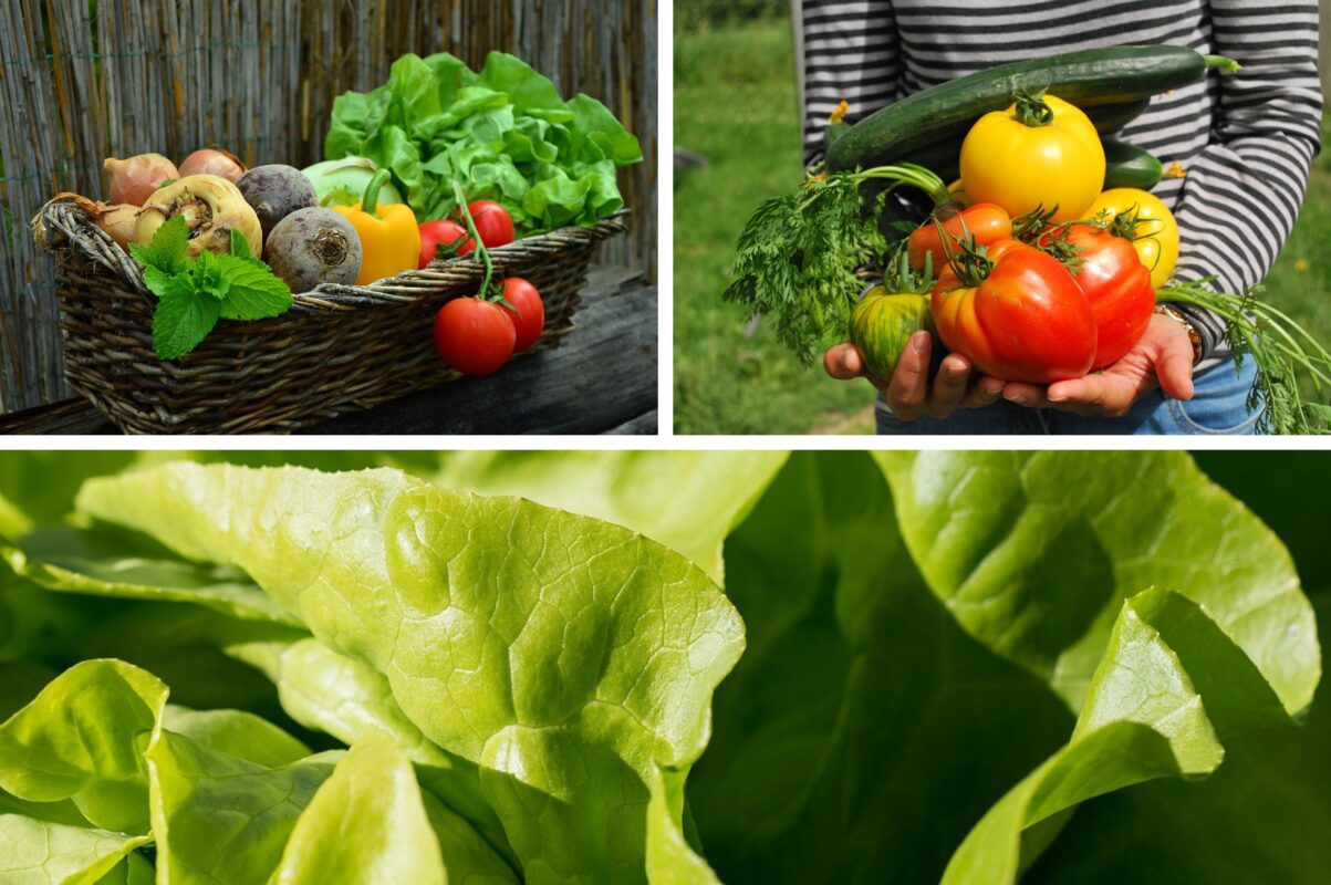 Дачники розповіли, що з городніх культур посіяти під зиму в 2025-му