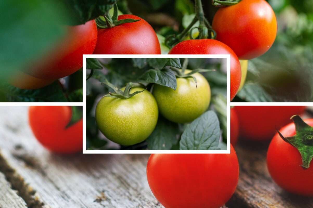 Агрономи розсекретили один найсолодший сорт томатів, який стабільно дає врожай