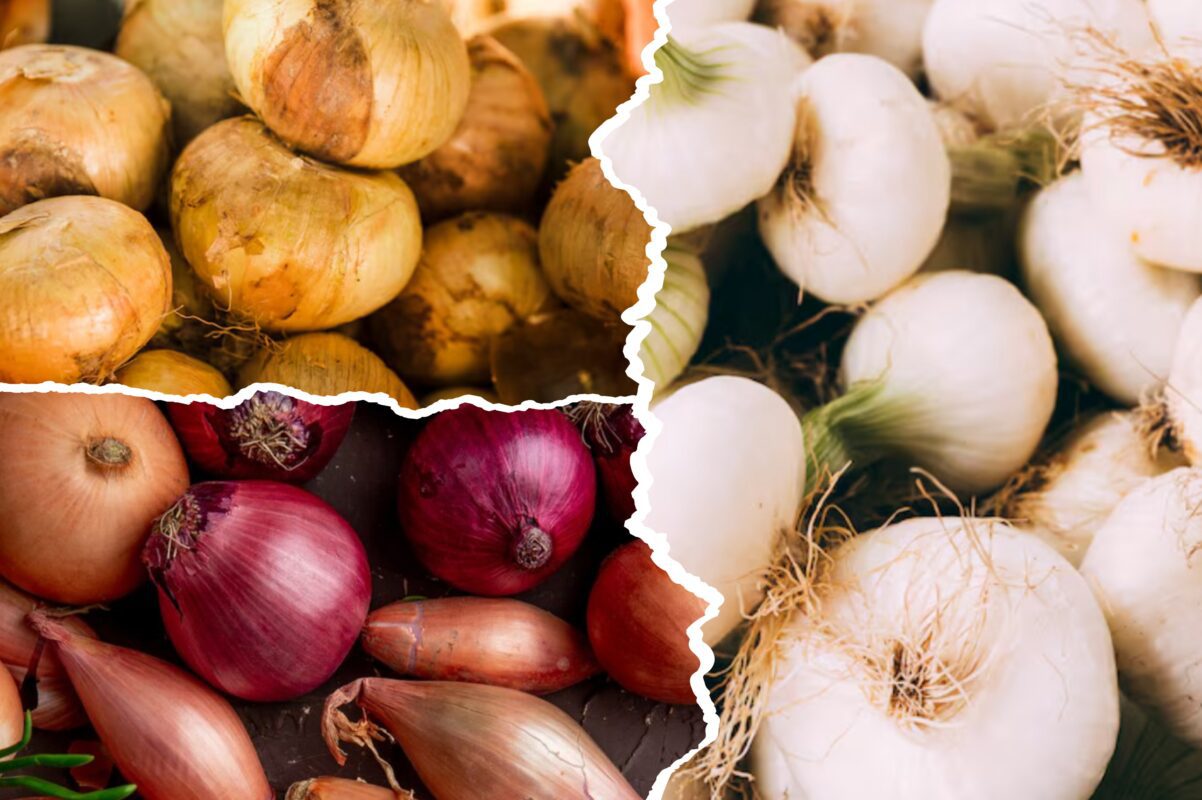 Експерт розповів, які сорти озимої цибулі найсмачніші